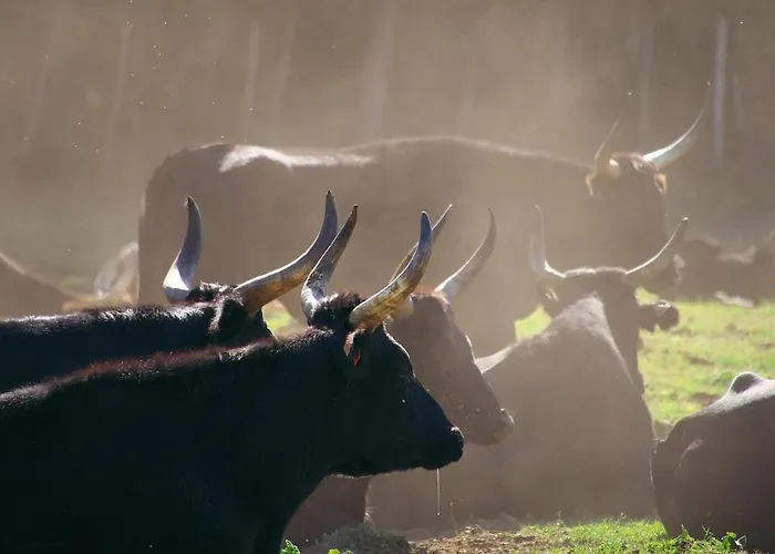 Les Olivettes Bezouce