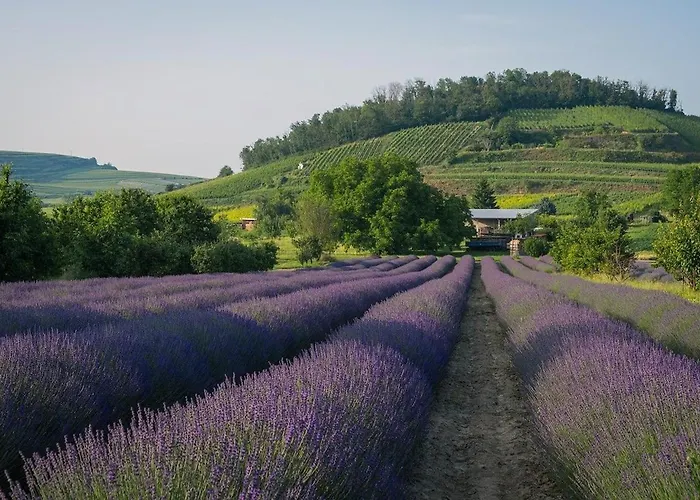 Les Olivettes Tatil Evi