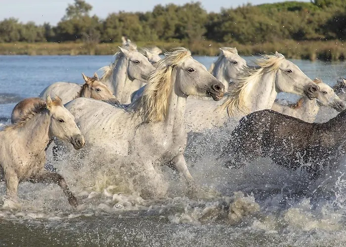 Les Olivettes Tatil Evi *